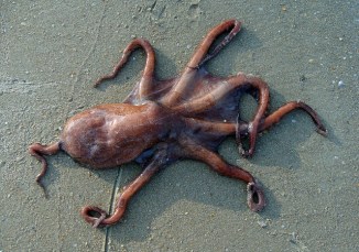 octopus-752824_640
