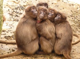 baboons-4371_960_720