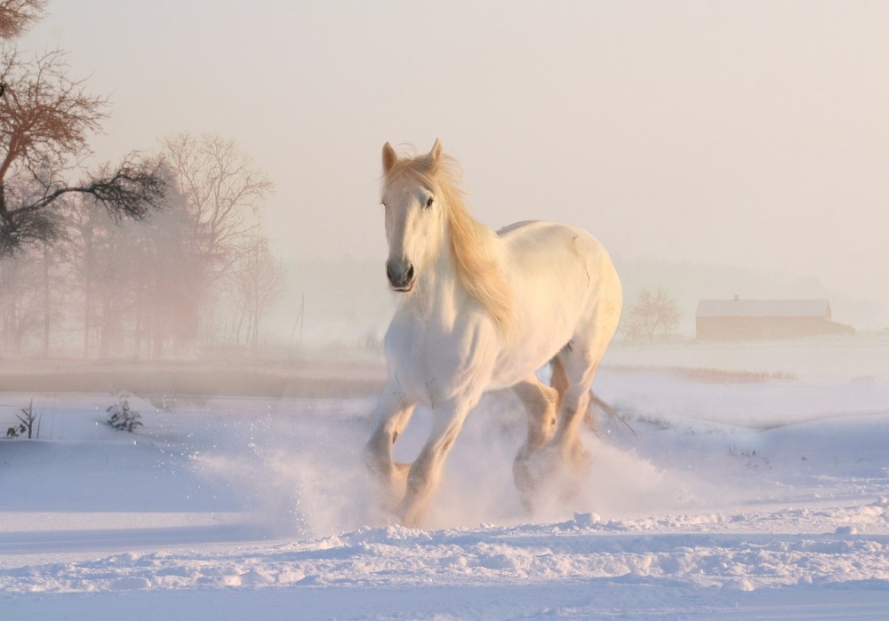white-horse-3010129_1280.jpg